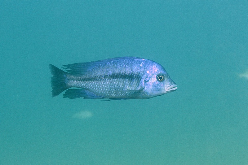 Protomelas annectens 'Malopa'